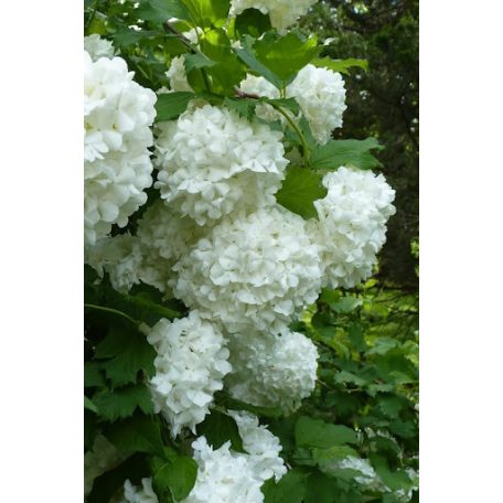 Labdarózsa Viburnum opulus 'Roseum'  K2 15/20