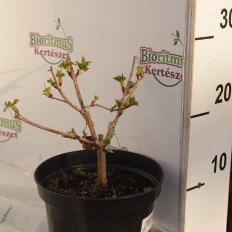 Labdarózsa Viburnum opulus 'Roseum' K2 15/20