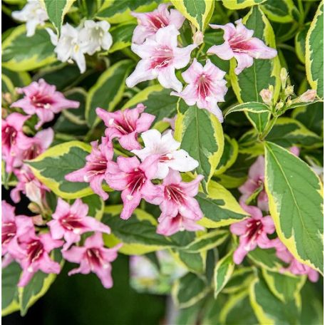 Alacsony, tarka levelű rózsalonc Weigela florida 'Nana Variegata'  K2 30/40