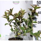 Rózsalonc, alacsony, tarka levelű Weigela florida 'Nana Variegata' K2 30/40