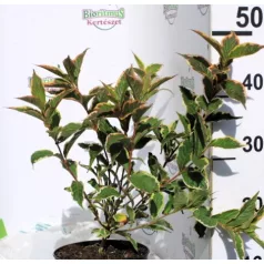   Rózsalonc, alacsony, tarka levelű Weigela florida 'Nana Variegata' K2 30/40