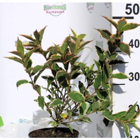 Rózsalonc, alacsony, tarka levelű Weigela florida 'Nana Variegata' K2 30/40