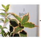 Rózsalonc, alacsony, tarka levelű Weigela florida 'Nana Variegata' K2 30/40