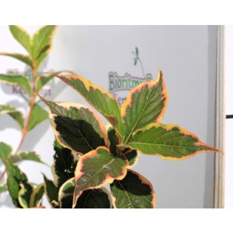Rózsalonc, alacsony, tarka levelű Weigela florida 'Nana Variegata' K2 30/40