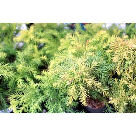 Szugifenyő Cryptomeria japonia Monstrosa Nana 