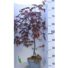 Bordó levelű japán juharAcer palmatum 'Bloodgood' 50-60 cm