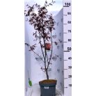 Bordó levelű japán juharAcer palmatum 'Bloodgood' 50-60 cm