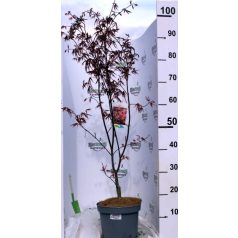   Bordó levelű japán juharAcer palmatum 'Bloodgood' 50-60 cm