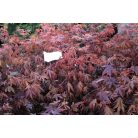 Bordó levelű japán juharAcer palmatum 'Bloodgood' 50-60 cm