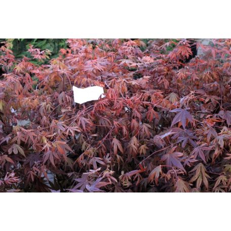 Bordó levelű japán juharAcer palmatum 'Bloodgood' 50-60 cm