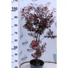 Oszlopos növekedésű japán juhar Acer palmatum Skeeter's Broom 70-80 cm