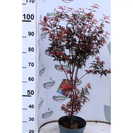 Oszlopos növekedésű japán juhar Acer palmatum Skeeter's Broom 70-80 cm