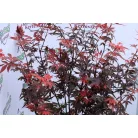 Oszlopos növekedésű japán juhar Acer palmatum Skeeter's Broom 70-80 cm