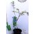 Zöld szeldelt levelű Japán juhar Acer palmatum dissectum Emerald Lace 25-30 cm