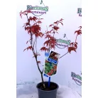 Japán juhar Acer palmatum 'Beni Maiko' 25-30 cm