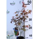 Japán juhar Acer palmatum 'Beni Maiko' 25-30 cm
