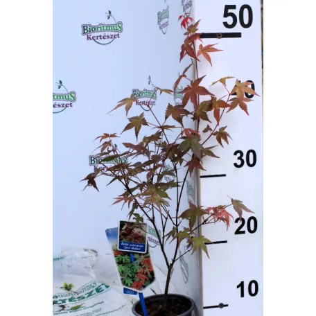 Japán juhar Acer palmatum 'Beni Maiko' 25-30 cm