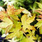 Japán juhar Acer palmatum 'Katsura' 25-30 cm