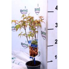 Japán juhar Acer palmatum 'Katsura'  25-30 cm