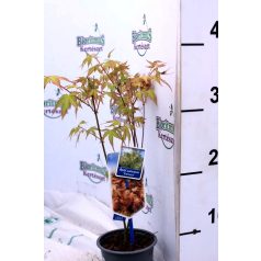 Japán juhar Acer palmatum 'Katsura' 25-30 cm