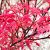 Japán juhar Acer palmatum 'Phoenix' 25-30 cm