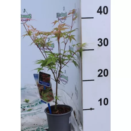 Japán juhar Acer palmatum 'Phoenix' 25-30 cm