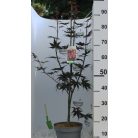 Bordó levelű japán juhar Acer palmatum Bloodgood 50-60 cm