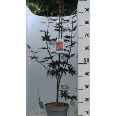 Bordó levelű japán juhar Acer palmatum Bloodgood 50-60 cm