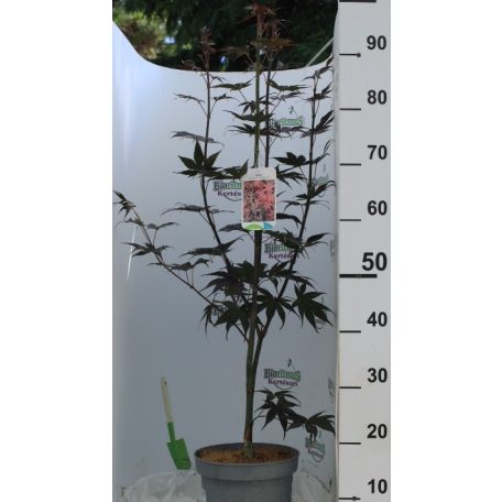 Bordó levelű japán juhar Acer palmatum Bloodgood 50-60 cm