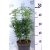 Mexikói narancsvirág Choisya ternata White Dazzler 25-35 cm