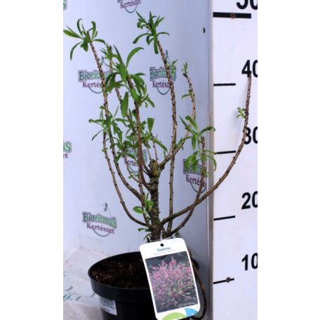 Piros virágú farkasboroszlán Daphne mezereum 'Rubra' 10-20 cm