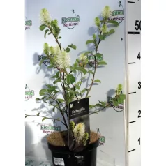 Bóbitacserje Fothergilla i. Red Licorice 25-30 cm