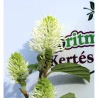 Bóbitacserje Fothergilla i. Red Licorice 25-30 cm