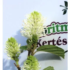 Bóbitacserje Fothergilla i. Red Licorice 25-30 cm