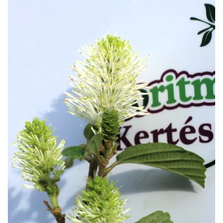 Bóbitacserje Fothergilla i. Red Licorice 25-30 cm