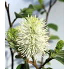 Bóbitacserje Fothergilla i. Red Licorice 25-30 cm
