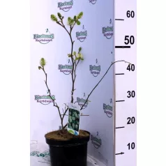 Bóbitacserje Fothergilla major 25-30 cm