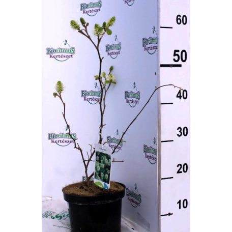 Bóbitacserje Fothergilla major 25-30 cm