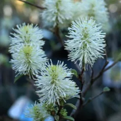 Bóbitacserje Fothergilla major 25-30 cm