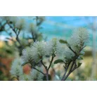 Bóbitacserje Fothergilla i. Blue Shadow 25-30 cm