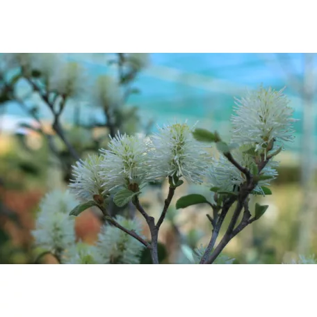 Bóbitacserje Fothergilla i. Blue Shadow 25-30 cm