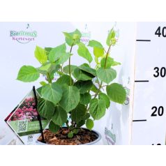 Cserjés hortenzia rózsaszín Pink Annabelle 30-40 cm