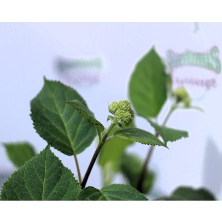 Cserjés hortenzia rózsaszín Pink Annabelle 30-40 cm