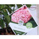 Cserjés hortenzia rózsaszín Pink Annabelle 30-40 cm