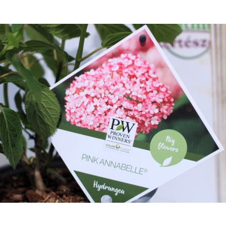 Cserjés hortenzia rózsaszín Pink Annabelle 30-40 cm