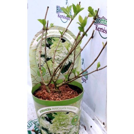 Bugás hortenzia Hydrangea paniculata 'Phantom' 