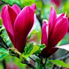 Bíborvörös liliomfa Magnolia liliflora Nigra 50-60 cm