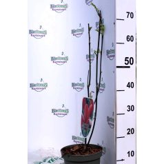 Bíborvörös liliomfa Magnolia liliflora Nigra 50-60 cm