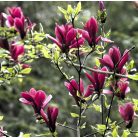 Bíborvörös liliomfa Magnolia liliflora Nigra 50-60 cm