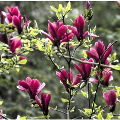 Bíborvörös liliomfa Magnolia liliflora Nigra 50-60 cm